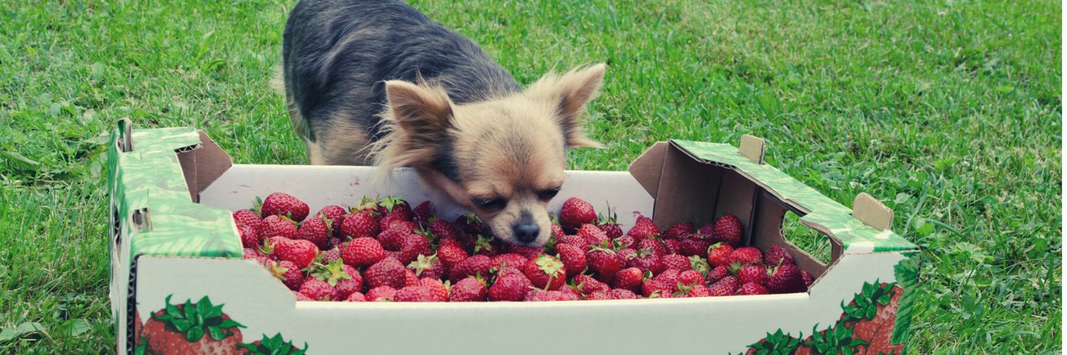 Dog eating from a box full of strawberries, one of the 10 best fruits and vegetable for dogs.