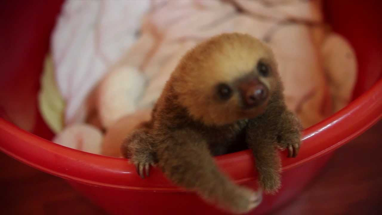 Cute Overload:  Tiny Baby Sloth!