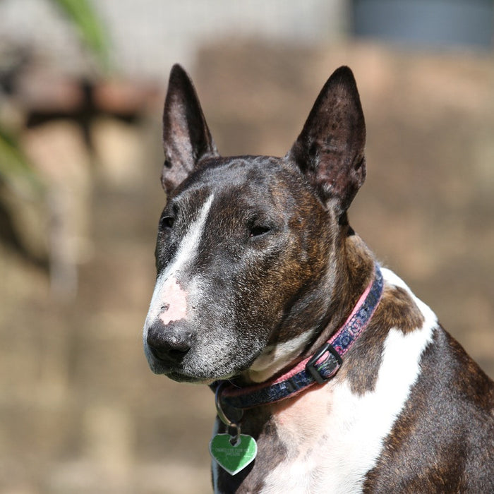 What Kind of Dog Should I Get?  Dog Breed Finders Have the Answer!