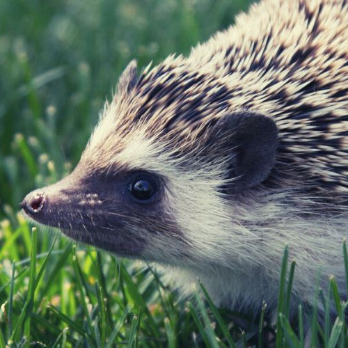 Hedgehog on grass outdoors