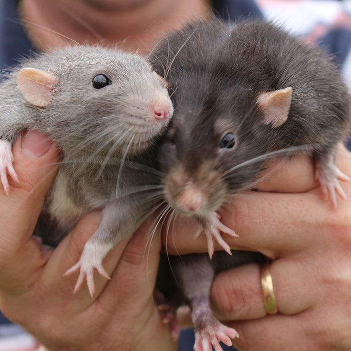 Adorable Experiment Proves Rats Love to Be Tickled!