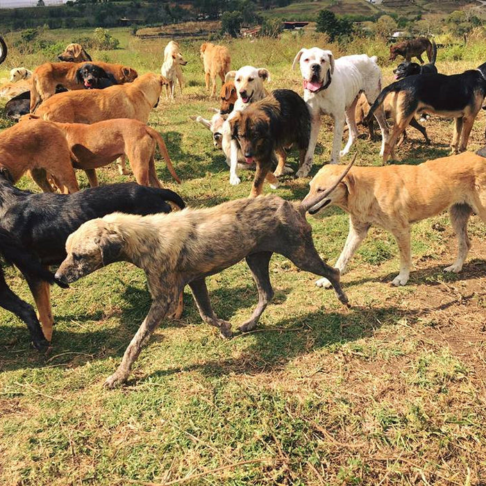 This Costa Rican Sanctuary is Heaven on Earth for Stray Dogs