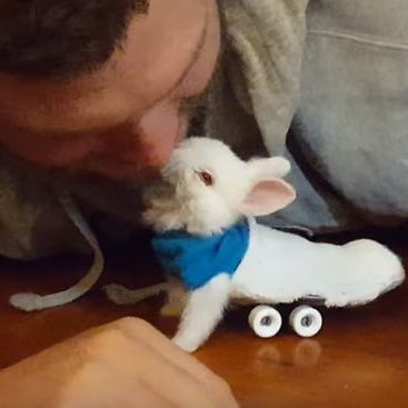 Meet Wheelz, The Cutest Baby Bunny Ever!