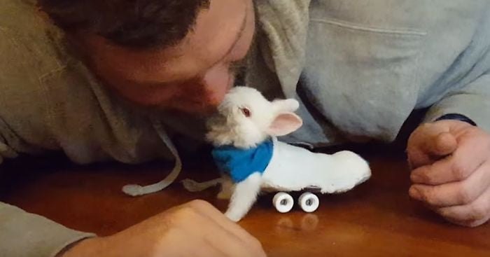Meet Wheelz, The Cutest Baby Bunny Ever!