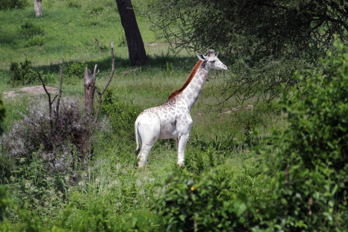 Meet Omo: A Rare White Giraffe