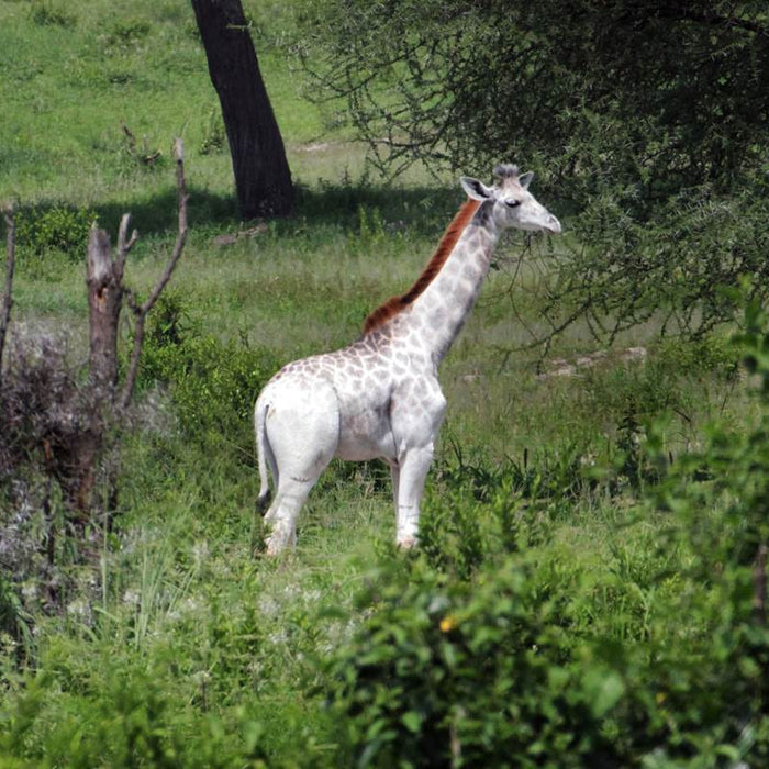 Meet Omo: A Rare White Giraffe