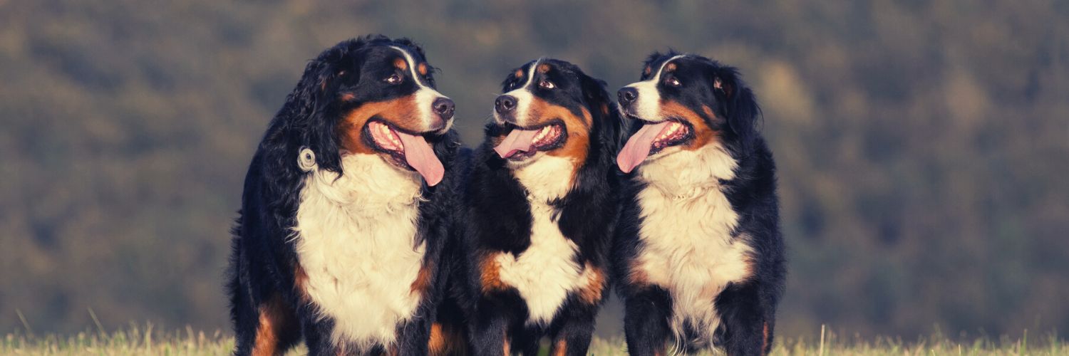 A trio of panting Bernerse Mountain Dogs