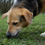 A relaxed dog nibbles a small patch of ordinary grass on a cloudy morning.