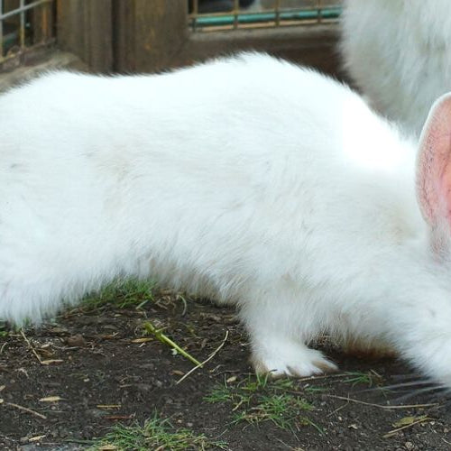Albino rabbit sniffing ground