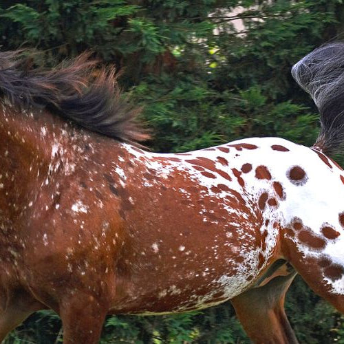 Spotted horse running on a field symbolizing Appaloosa facts