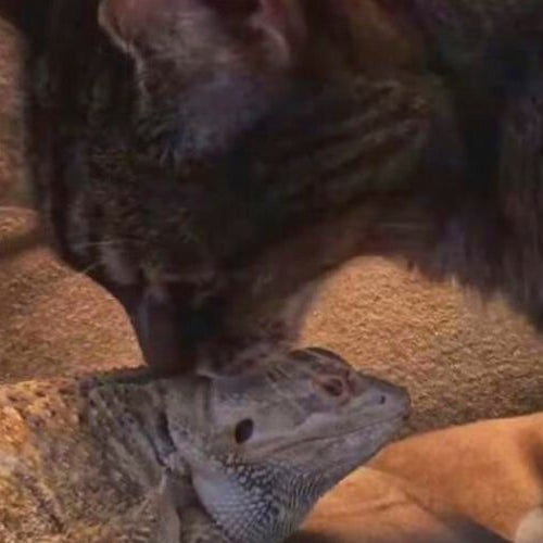 Black cat nuzzling a bearded dragon on the couch