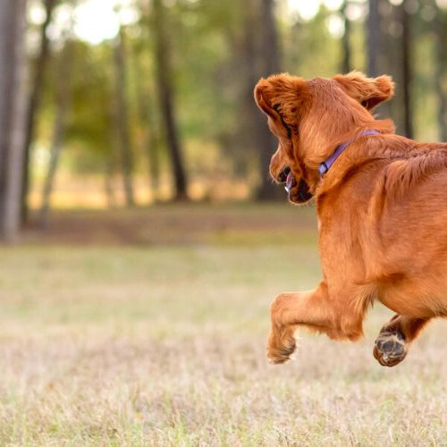 Dog running after a toy to represent lifetime health of canines