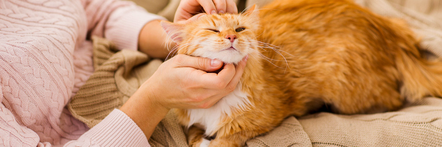 7 healing benefits of cat purrs
