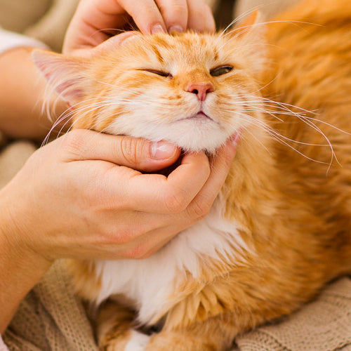 7 healing benefits of cat purrs
