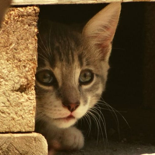 Kitten hiding inside a wooden pallet, taken from cute cat GIFs