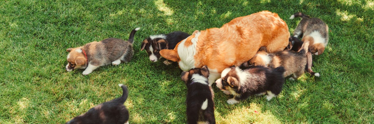 Pictures of Corgi puppies surrounding their mom on a grassy yard