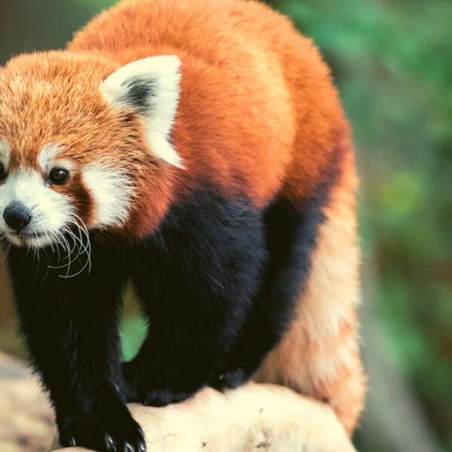 Cute red panda walking on a tree branch