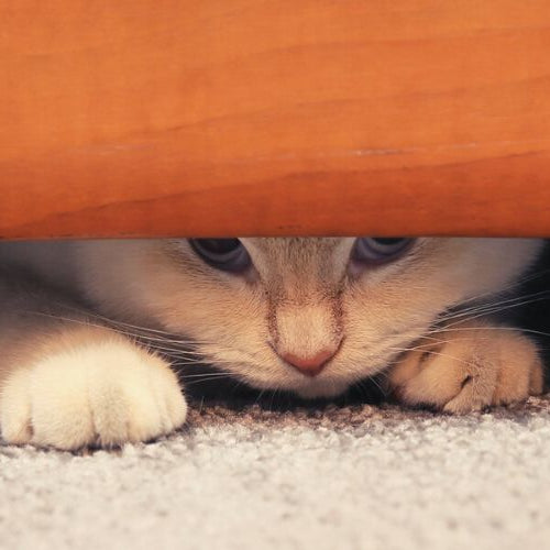 Anxious cat hiding under a chair needs Feliway