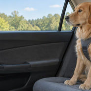 A golden retriever sitting on a gray back seat in a car, wearing a padded harness clipped to the seat belt, with the window up and trees outside