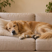 A golden retriever sleeping on a beige sofa with its head on a cushion and its eyes half closed