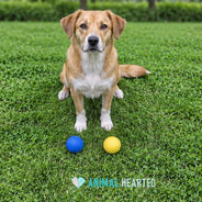 A tan and white dog sitting on short grass with a blue ball and a yellow ball on the ground in front of it
