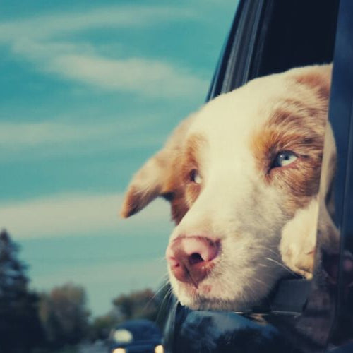 dog looking out of a car window