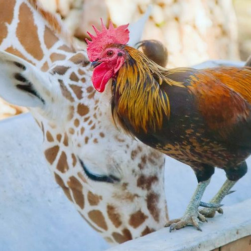 giraffe and roosted being unlikely friends