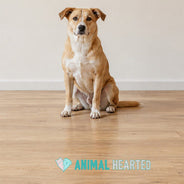 A tan dog with a white chest sitting on a wooden floor in front of a plain wall