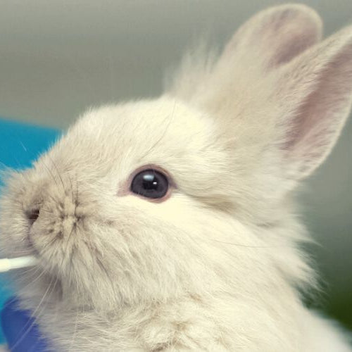 Rabbit being tested for makeup brand