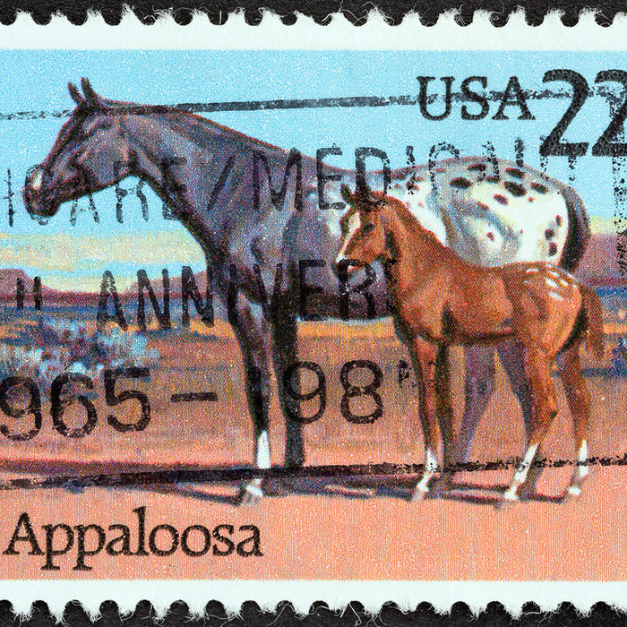 Male Appaloosa Horse Names