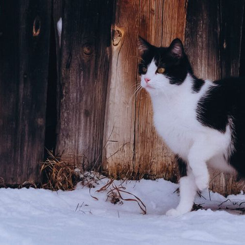 Outdoor cat on snowy ground