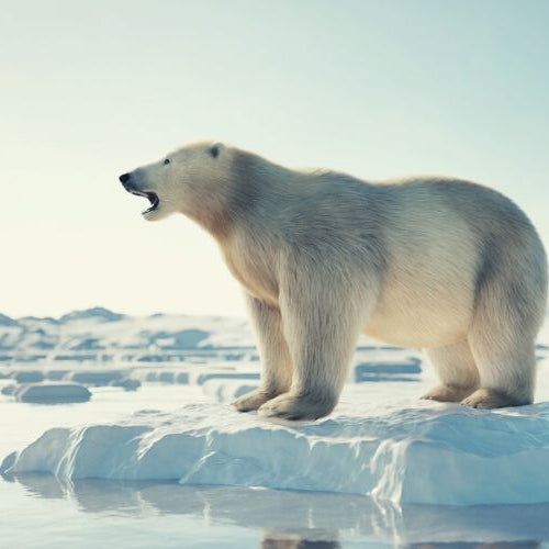 Polar bear on a chunk of Arctic ice