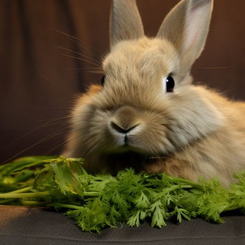 rabbit on a couch eating parsley