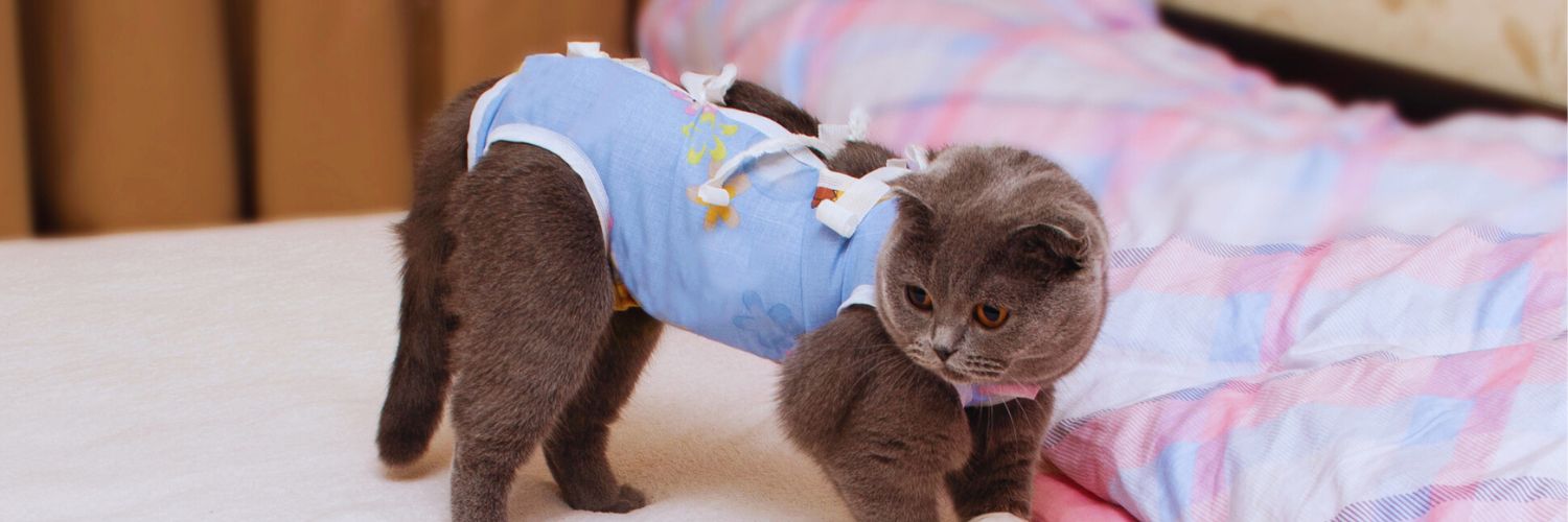 Scottish Fold cat in recovery suit after spaying