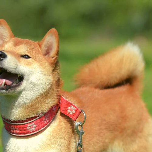 Shiba Inu smile while walking outside on a grassy field