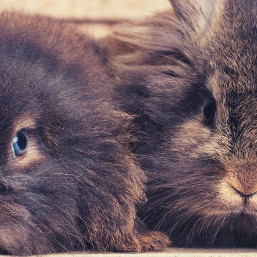 Two black lionhead rabbits lying on wood