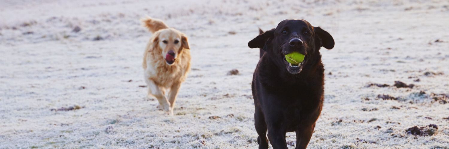 two dogs playing with a ball in a sandy area