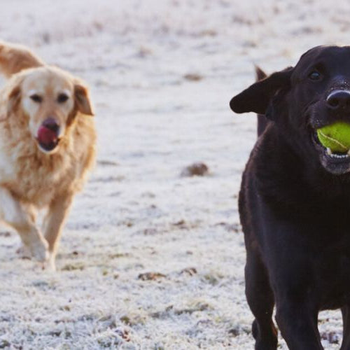 two dogs playing with a ball in a sandy area