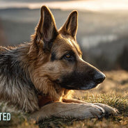 German Shepherd lying in grass with a thoughtful expression