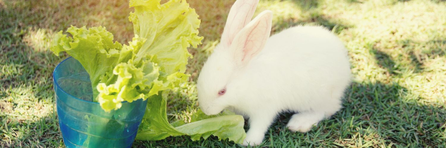 White rabbit earing lettuce from blue bowl