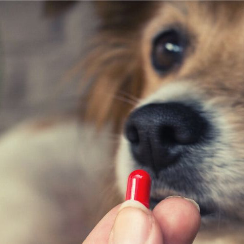 Woman's hand holding a red pill in front of a dog