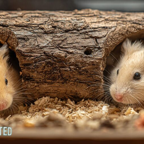 Male and Female Hamster Difference: Key Traits and Behaviors Explained