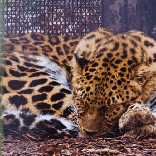 Saving the World's Rarest Feline: The Amur Leopard Cat
