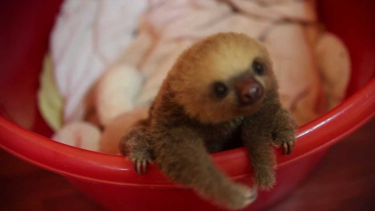 Cute Overload: Tiny Baby Sloth! — Animal Hearted Apparel