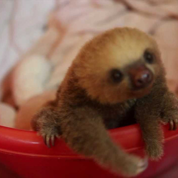 Cute Overload:  Tiny Baby Sloth!