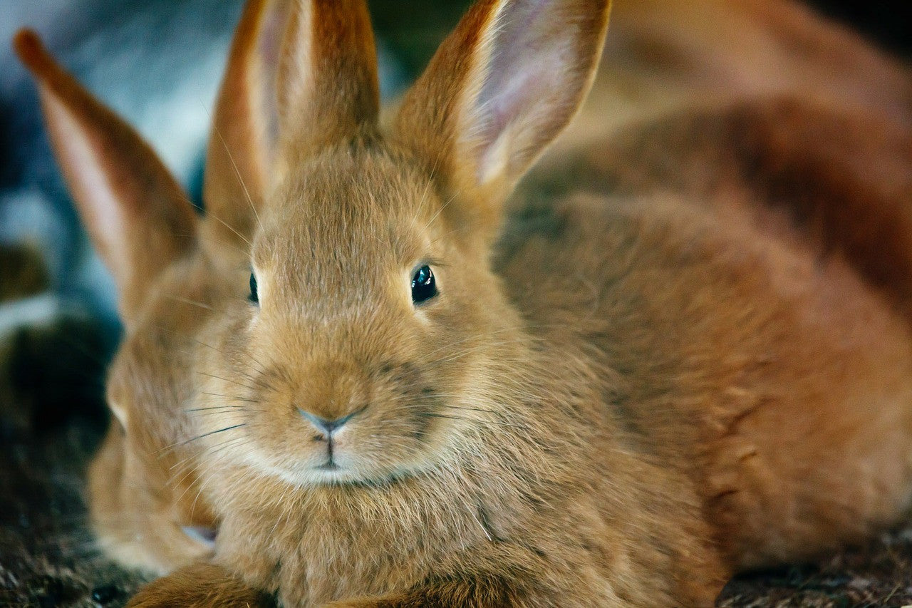 The Bunny Files:  10 Cutest Bunny Pictures