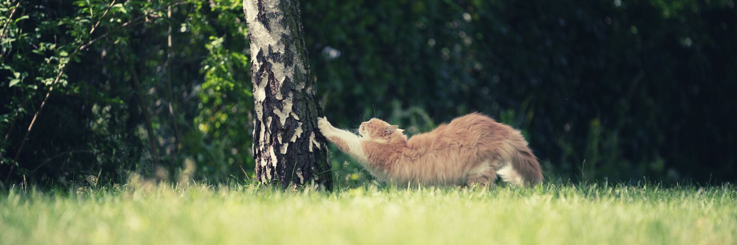 Cat stretching paws on tree outdoors
