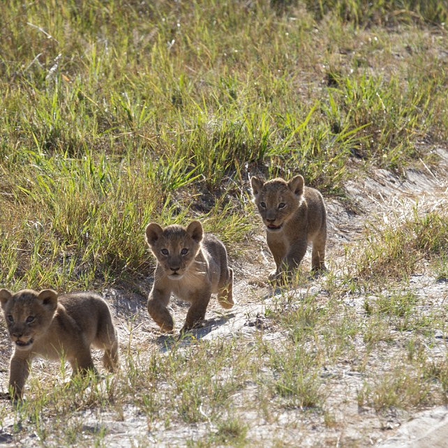 Video:  Cecil the Lion’s Legacy Lives on in His Grandcubs