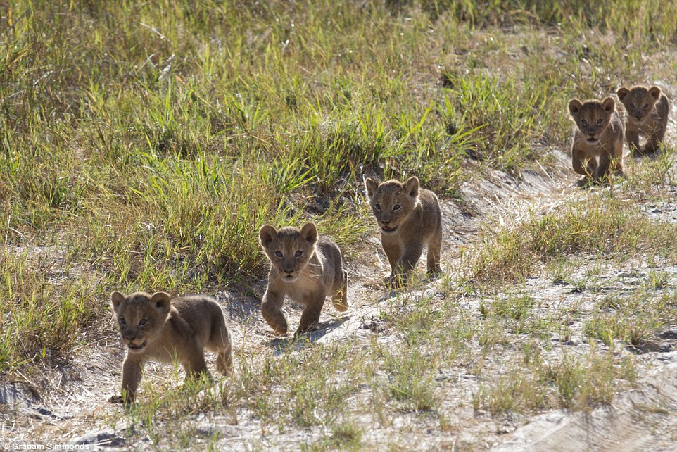 Video:  Cecil the Lion’s Legacy Lives on in His Grandcubs
