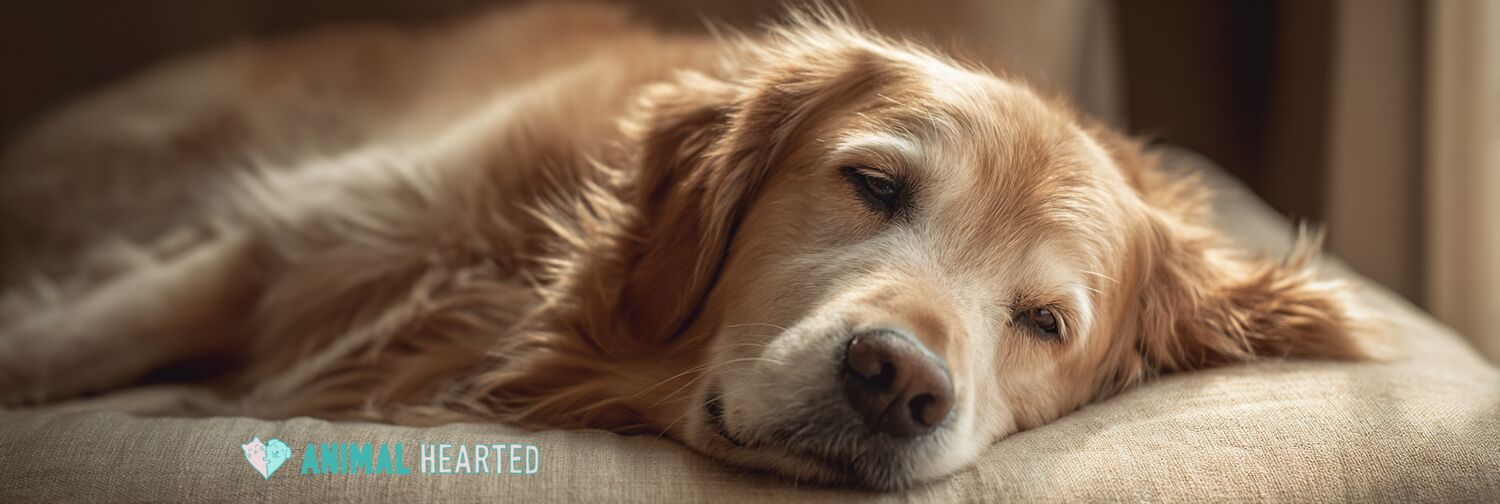 Dog groaning while lying on a couch